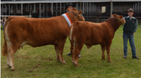 elite_female_img Warrawindi Chunky C978