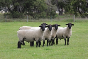 Suffolks web 2 Our 3 main sires have been: Allendale 100582 Telpara 111060 Oakwood 140122