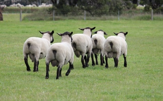Suffolks web 3 Starting from these bloodlines helped establish a significant head start in the breeding game producing a good solid ewe base for our stud.