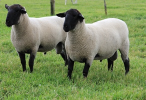 Suffolks web From there on, Warra J Suffolks expanded by purchasing another 4 quality ewes from Burwood Stud.