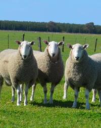 border2 web Our Warra-M Border Leicester sale rams have high border dollar indexes and lamb plan data which is well above breed averages and are presented to our clients in great working condition ready to do the job.