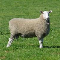 border3 web Our Warra-M Border Leicester sale rams have high border dollar indexes and lamb plan data which is well above breed averages and are presented to our clients in great working condition ready to do the job.