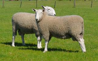 border4 web Warra-M Borders provide structurally sound sheep, with excellent growth and muscle. We focus on breeding ewes with excellent milking ability with high quality wool.