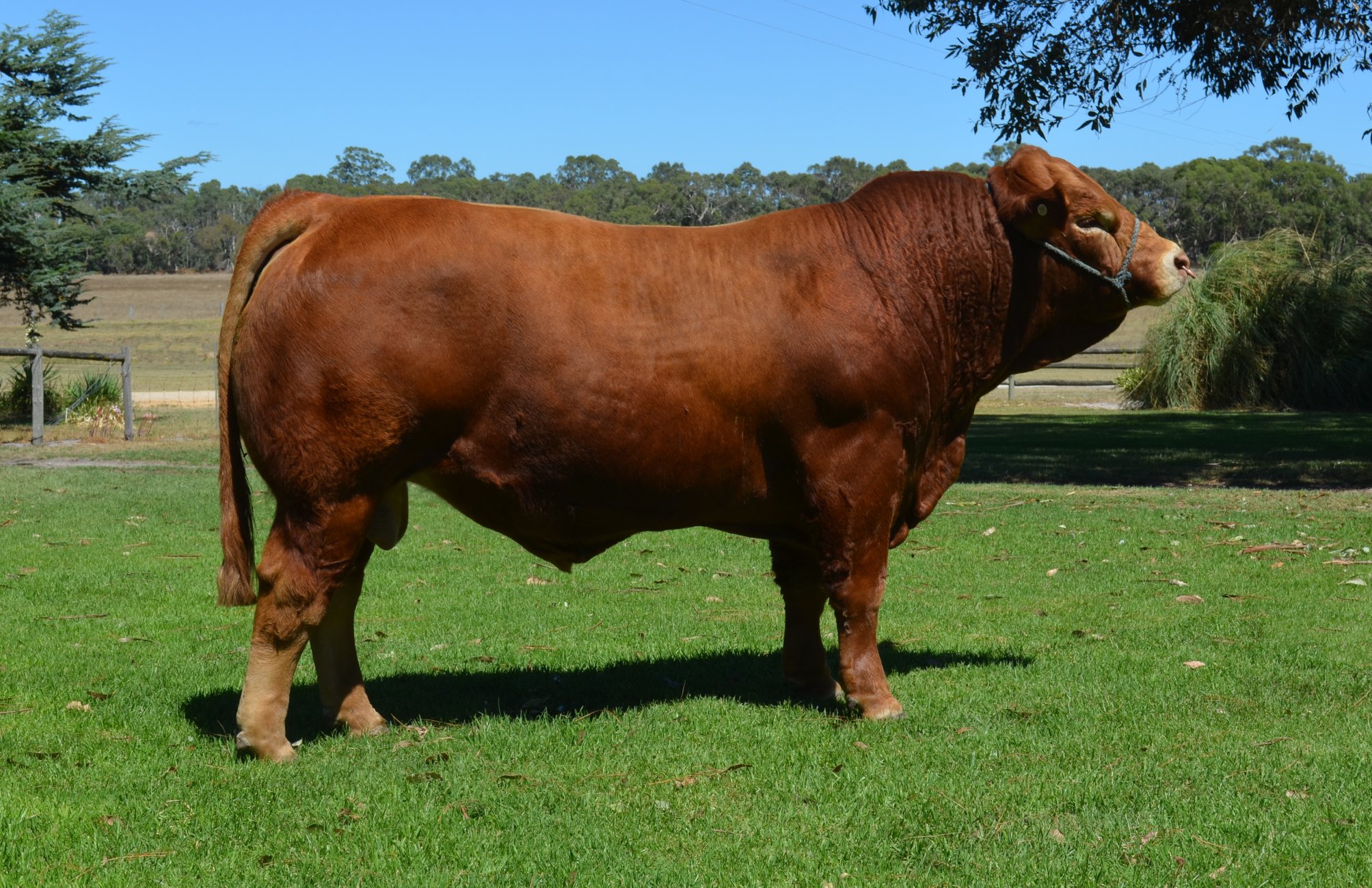 Wodonga 2018 - Lot 24 - Warrawindi Major Lazer