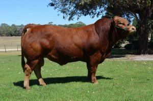 Wodonga 2018 - Lot 4 - Warrawindi Chainsmoker