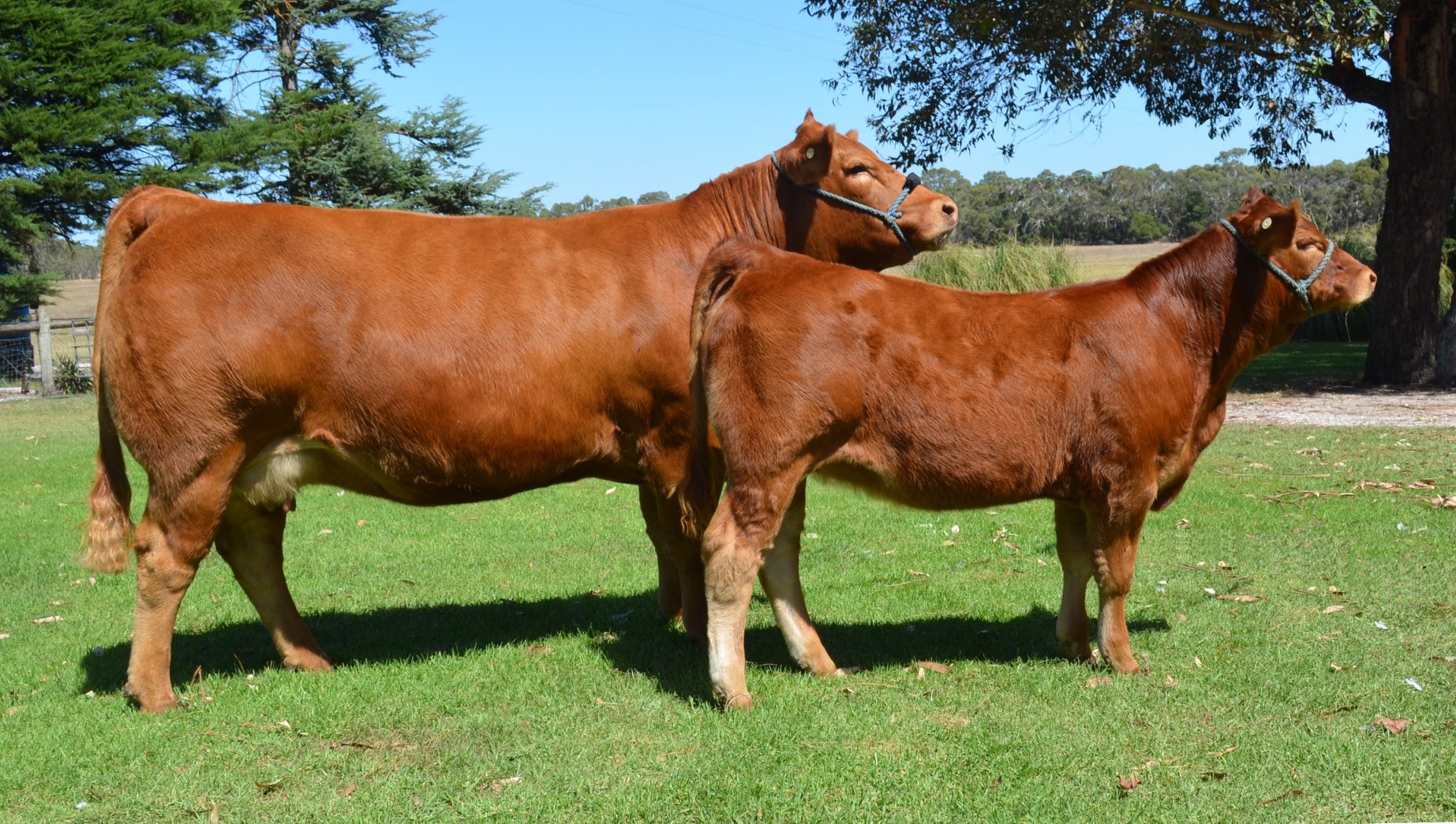 Wodonga 2018 - Lot 57 - Warrawindi Kiss Me Baby