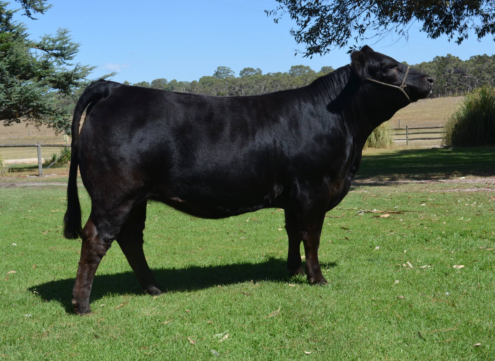 Wodonga 2018 - Lot 66 - Warrawindi Miss World