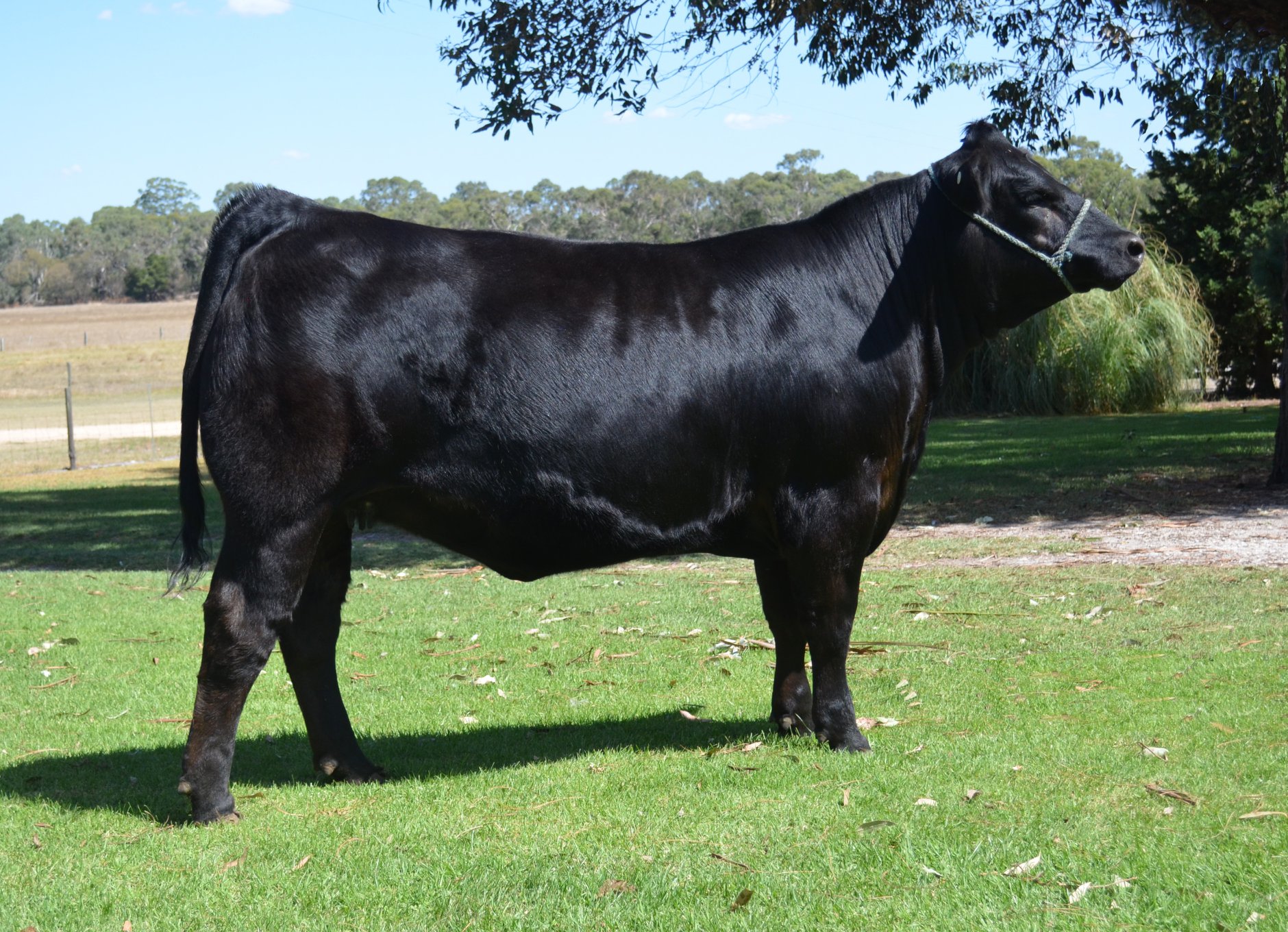 Wodonga 2018 - Lot 68 - Warrawindi My Secret Gem