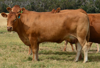 warrawindi-cate-c975 Warrawindi Cate