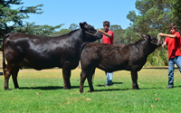 Warrawindi Ebony