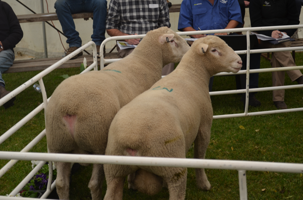 2017 Annual Warrawindi Ram Sale