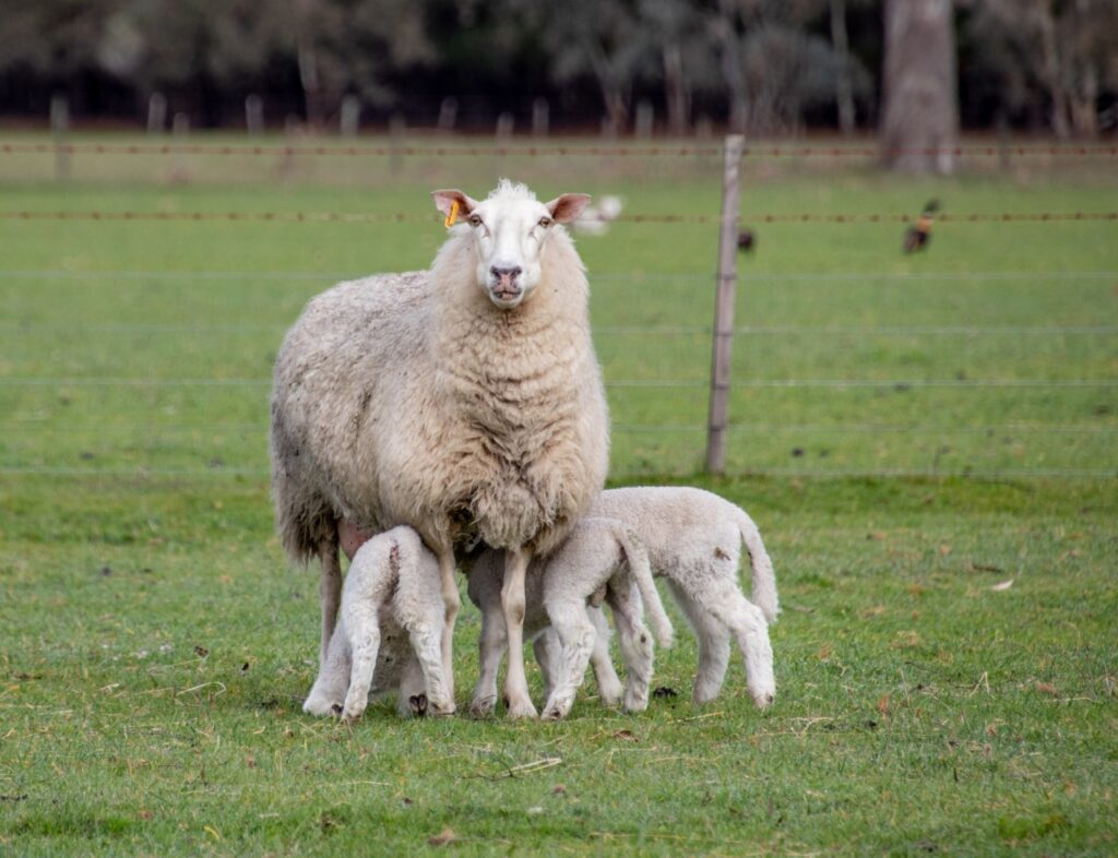 Warrawindi Farms East Friesians