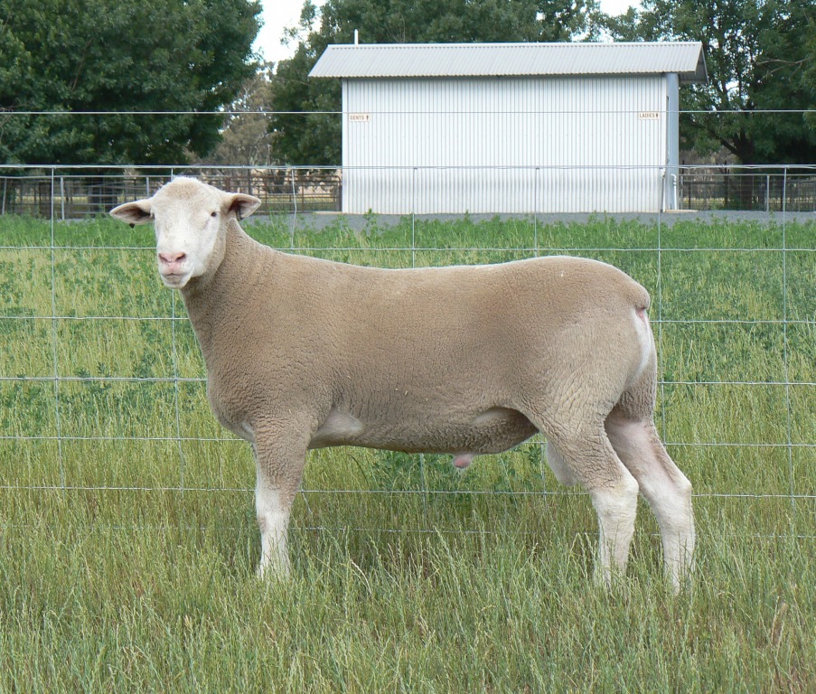 Keeper-Ram-527-16-recent Keeper-Ram-527-16-recent