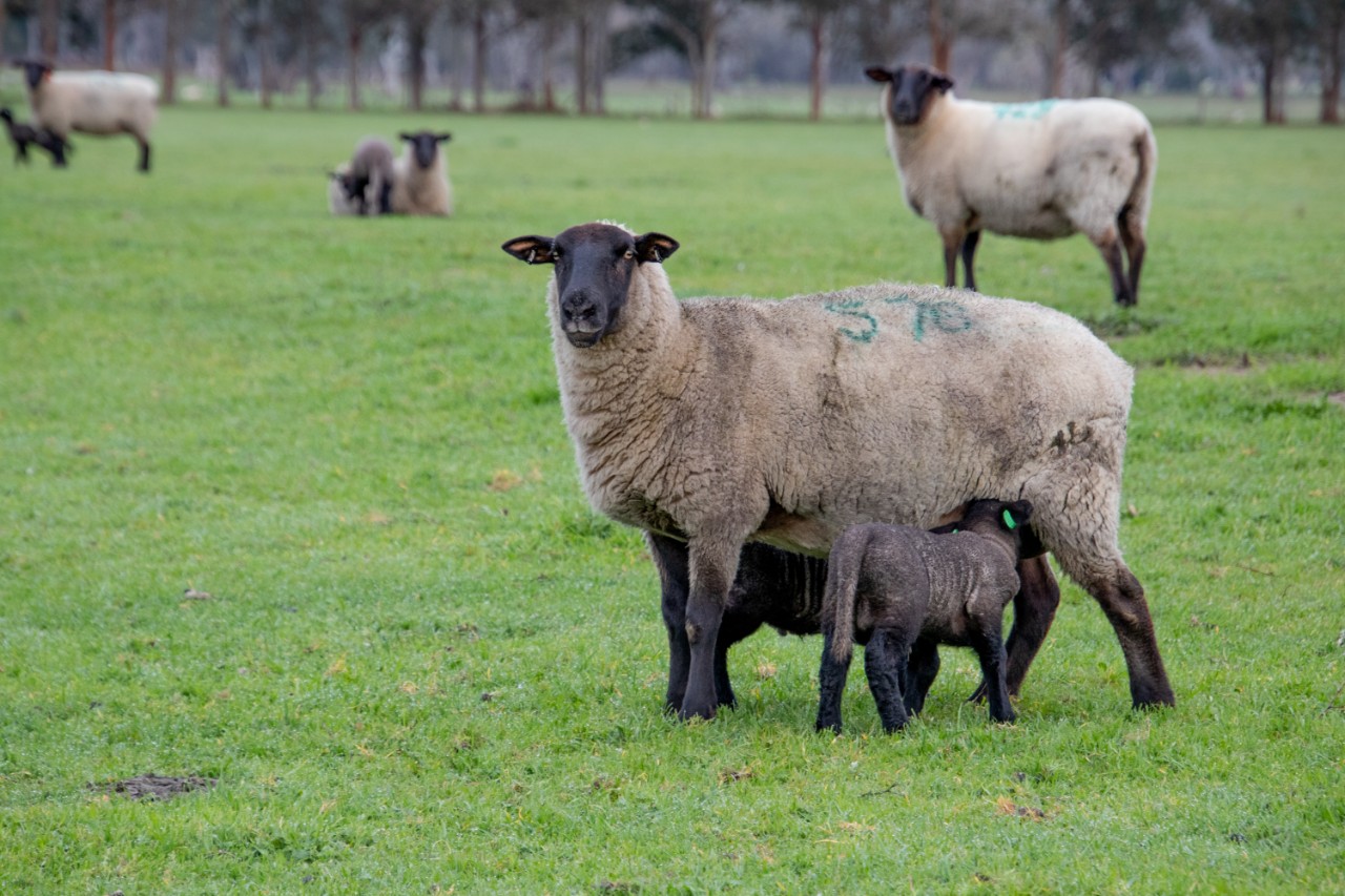 suffolks suffolks